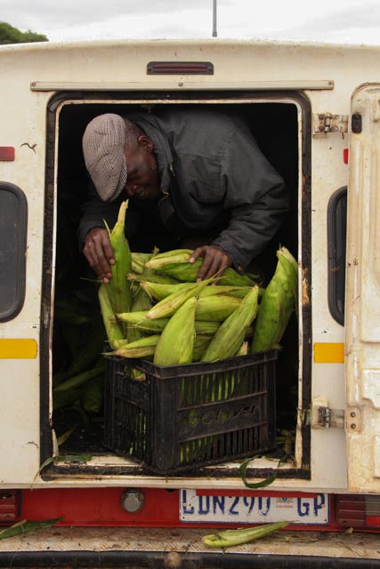 SOUTH AFRICA: A man packs a crate full of mielies for a delivery near the old Natal Spruit Hospital on 26 March 2015, in Katlehong, Ekurhuleni, Johannesburg, South Africa. © JABULILE PEARL HLANZE